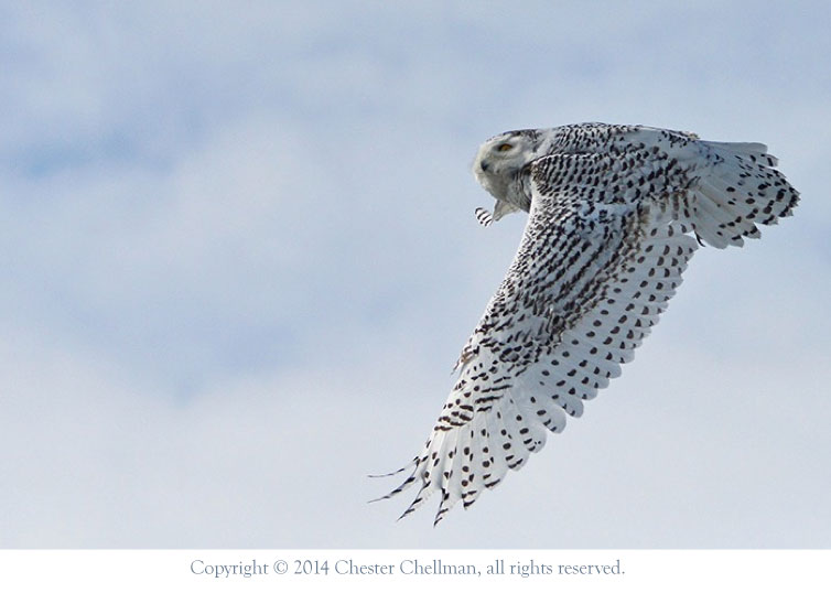 Snowy Owl, photographed by Rick Chellman